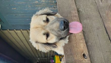 Kaukasischer Owtscharka/Sarplaninac