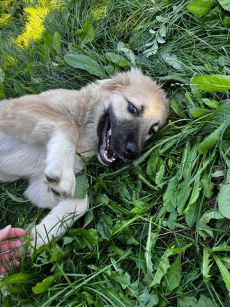 Kaukasischer Owtscharka/Sarplaninac