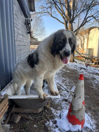 Kaukasischer Owtscharka/Sarplaninac