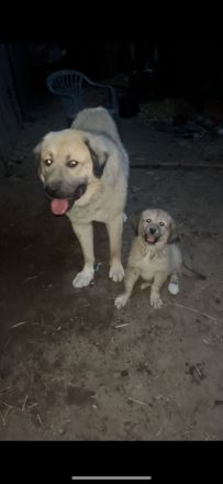 Kaukasischer Owtscharka/Sarplaninac