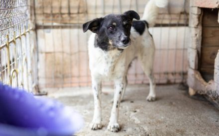 Zeigst du Faxa wie schön das Leben sein kann?