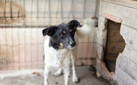 Zeigst du Faxa wie schön das Leben sein kann?