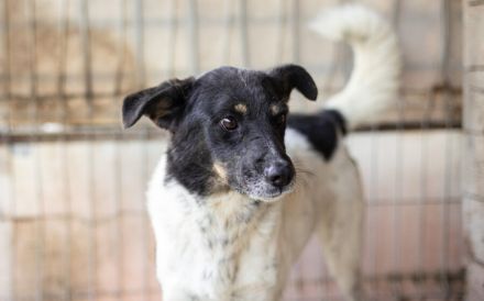 Zeigst du Faxa wie schön das Leben sein kann?