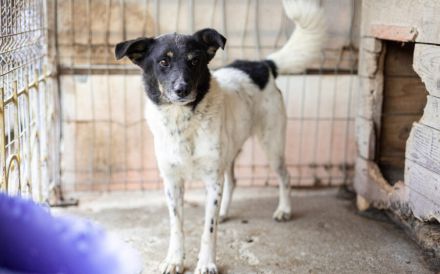 Zeigst du Faxa wie schön das Leben sein kann?