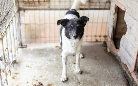 Zeigst du Faxa wie schön das Leben sein kann?