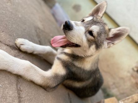 Husky