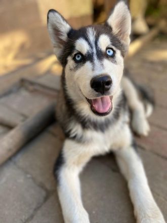 Husky