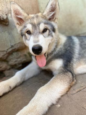 Husky