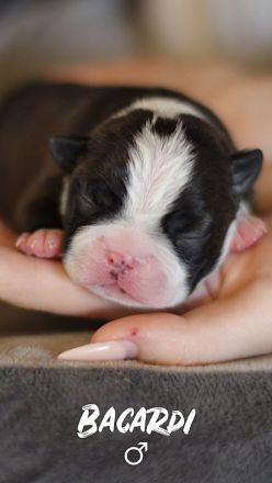 Boston Terrier Welpen