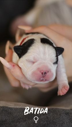 Boston Terrier Welpen