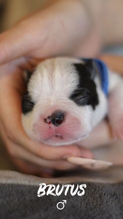 Boston Terrier Welpen