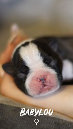 Boston Terrier Welpen