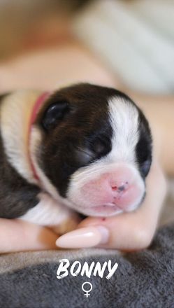 Boston Terrier Welpen