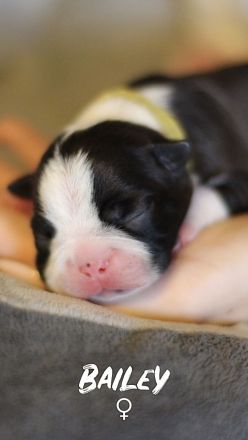 Boston Terrier Welpen