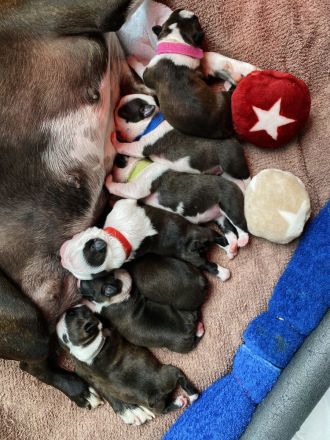 Boston Terrier Welpen