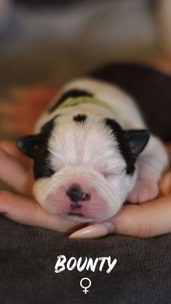 Boston Terrier Welpen