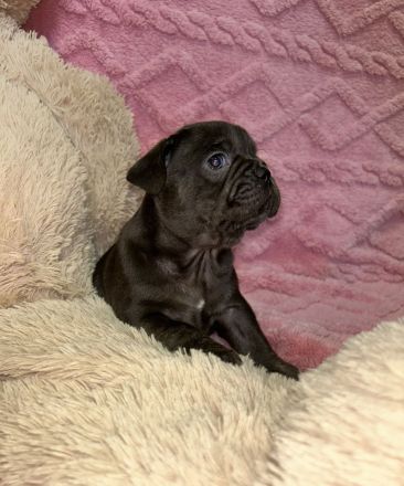 Exzellente Französische Bulldoggen