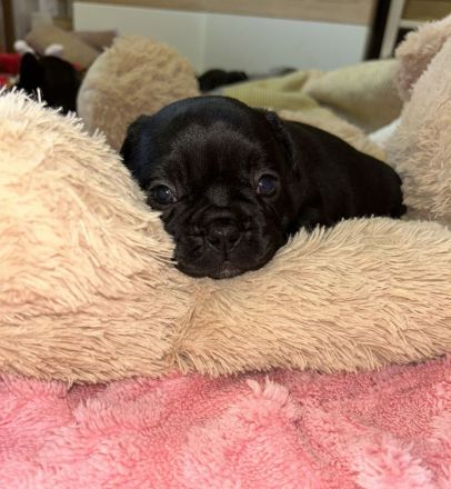 Exzellente Französische Bulldoggen