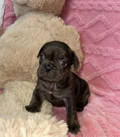 Exzellente Französische Bulldoggen