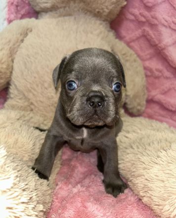 Exzellente Französische Bulldoggen