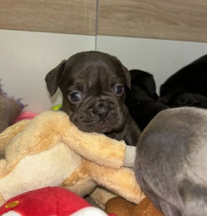 Exzellente Französische Bulldoggen