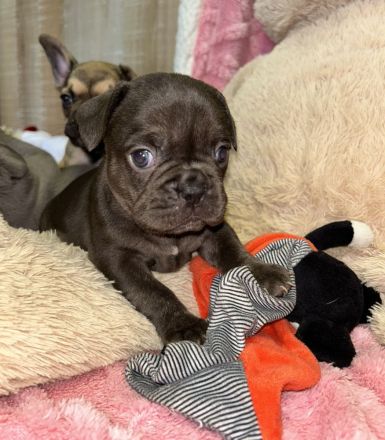 Exzellente Französische Bulldoggen