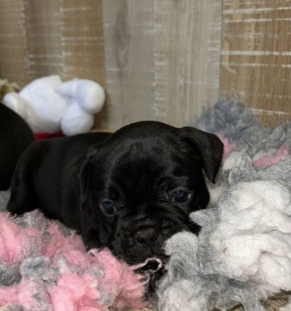 Exzellente Französische Bulldoggen