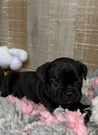 Exzellente Französische Bulldoggen