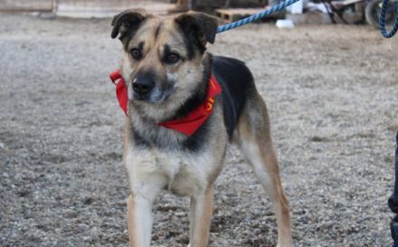 Hallo ich bin KOVO - zeigst du mir die Welt?