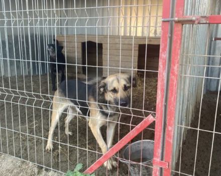 Hallo ich bin KOVO - zeigst du mir die Welt?