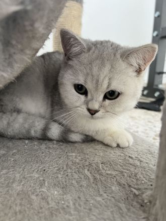 BKH reinrassige Kater