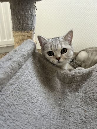 BKH reinrassige Kater