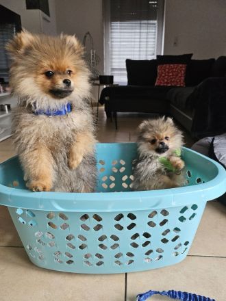 Archi sucht ein neues zuhause