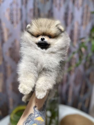 Archi sucht ein neues zuhause