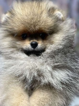 Archi sucht ein neues zuhause