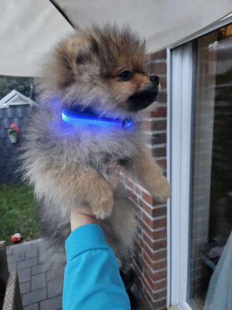 Archi sucht ein neues zuhause