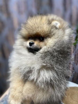 Archi sucht ein neues zuhause