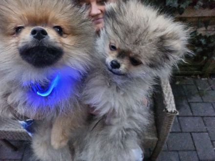 Archi sucht ein neues zuhause