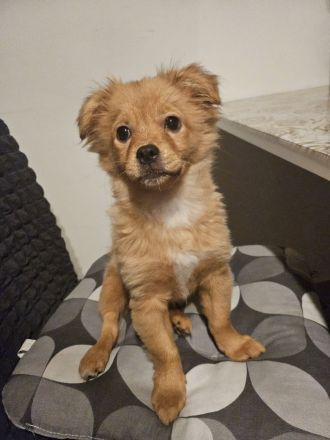 Kleine prinzessin Lolla