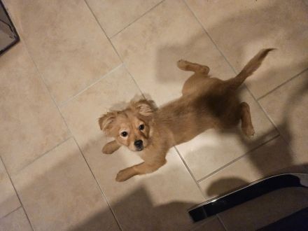 Kleine prinzessin Lolla