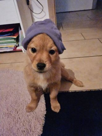 Kleine prinzessin Lolla