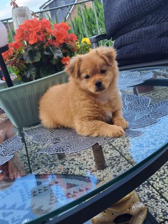 Kleine prinzessin Lolla