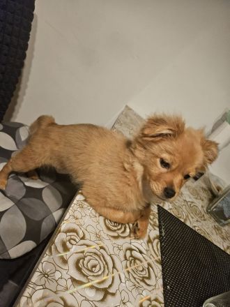 Kleine prinzessin Lolla