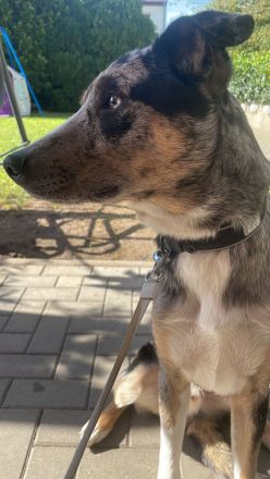 Toller Rüde sucht Dringend ein Zuhause