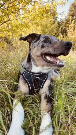 Toller Rüde sucht Dringend ein Zuhause