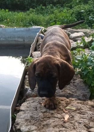 Hannoversche Schweißhunde