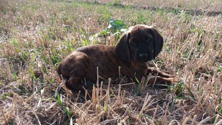 Hannoversche Schweißhunde