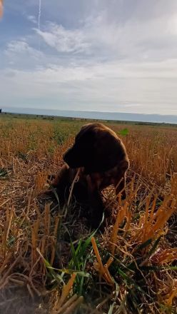 Hannoversche Schweißhunde