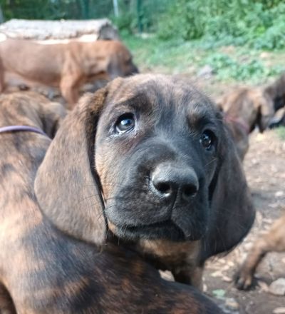 Hannoversche Schweißhunde