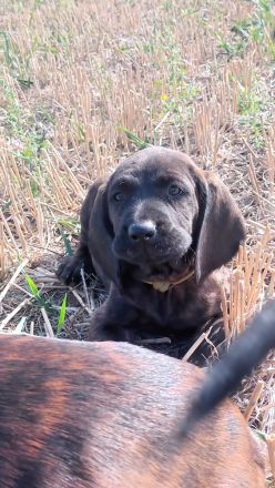 Hannoversche Schweißhunde